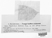 Telimena balansae image